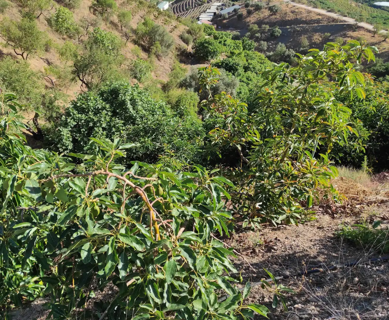 Finca rústica en venda en Canillas de Aceituno amb Jardí privat, Terrassa i Traster