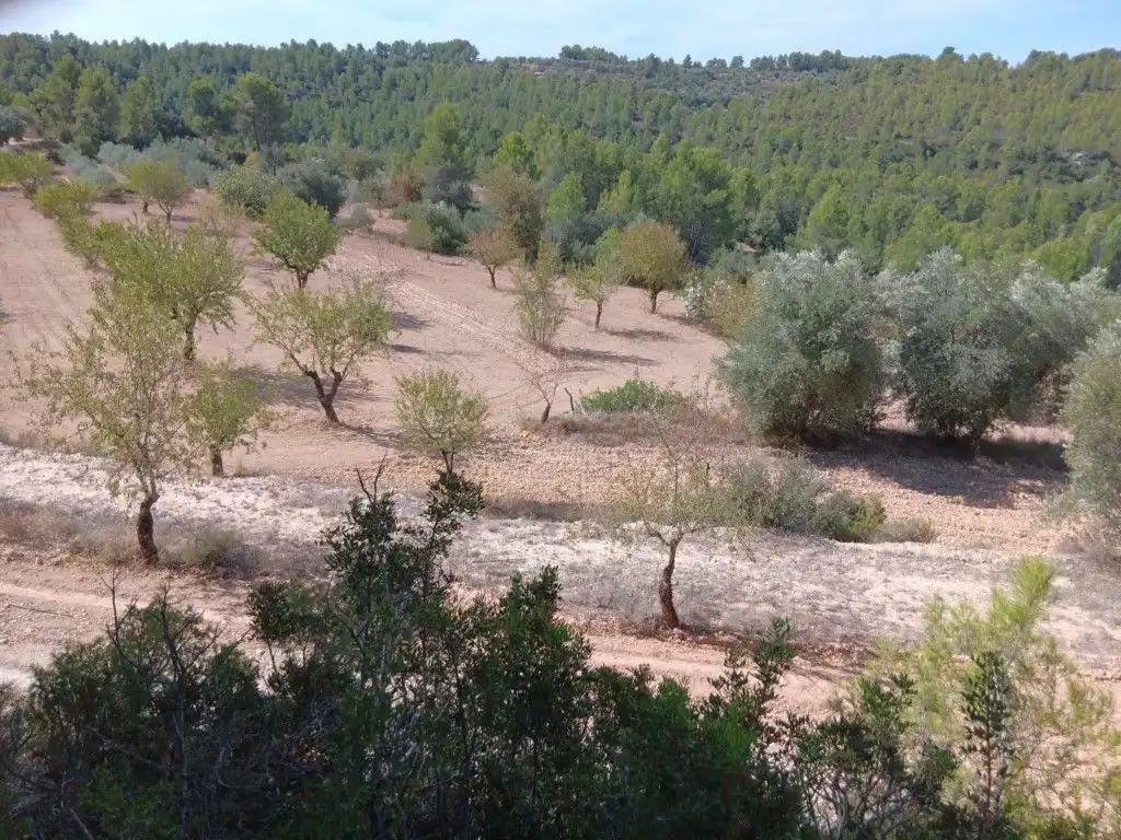 Terreni e lotti in vendita a Calaceite, imagen 2