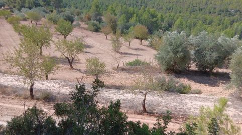 FINCA DE 5,6 HECTÁREAS CON OLIVOS, ALMENDROS Y AGUA DE POZO, immagine 2