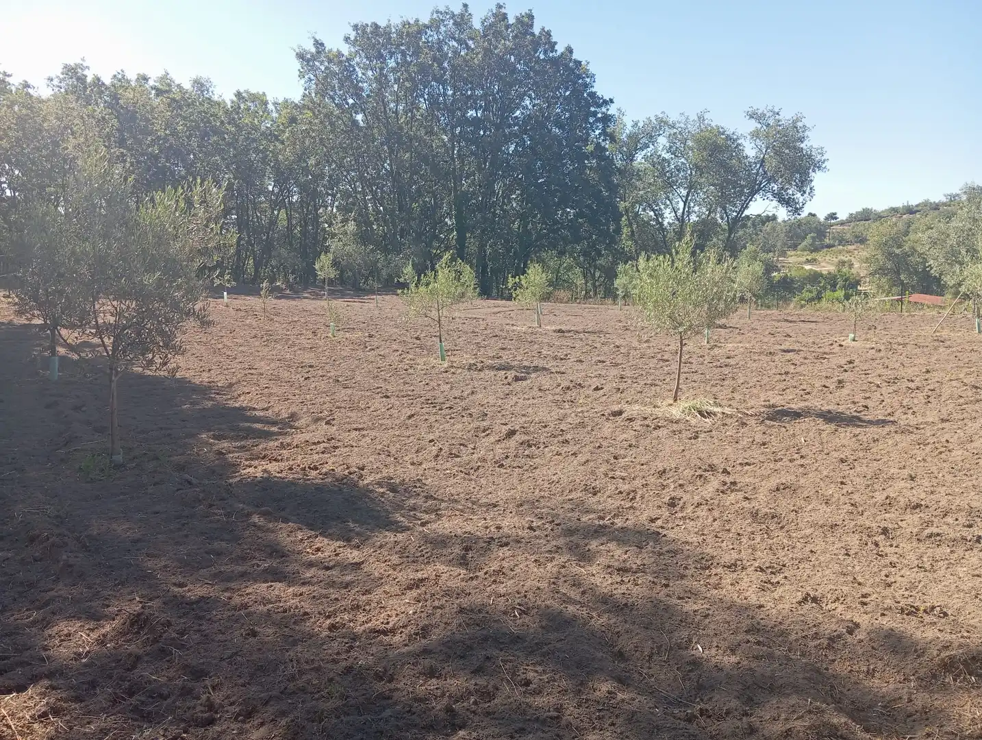 Terreni e lotti in vendita a Jarandilla de la Vera, imagen 2