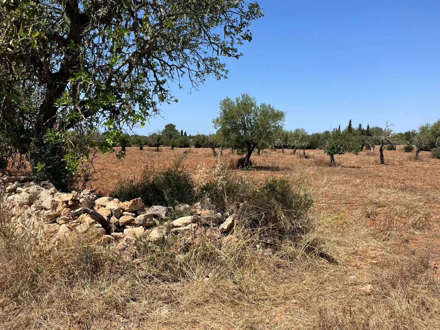 Rustikales Grundstück zum Verkauf in Llucmajor pueblo, imagen 4