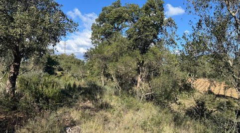 Terreno rústico de más de 11.000 m2 con olivos en Rabós, immagine 3