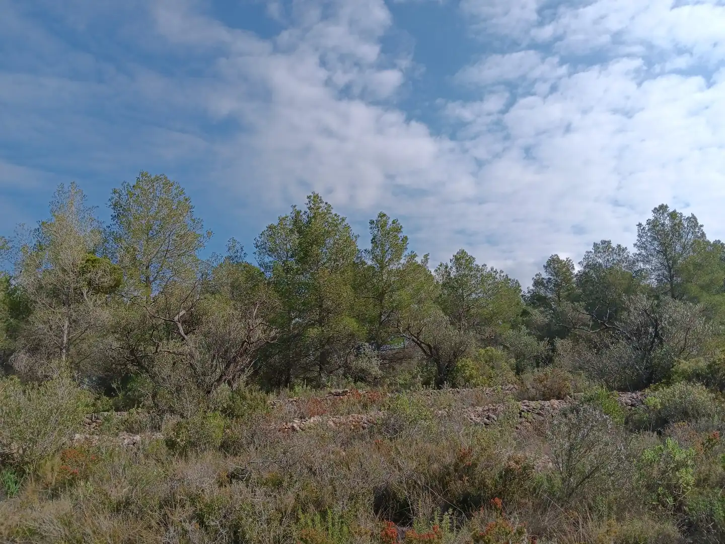Lands and plots for sale in Ginestar, imagen 22