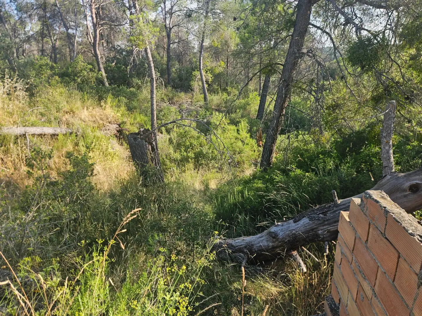 Land for sale in La Pobla de Cérvoles