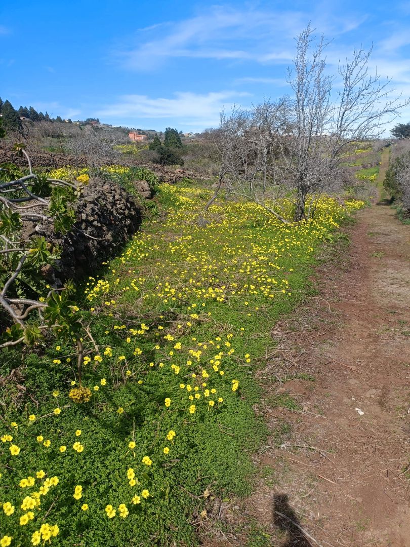 Terreno en venta en Diseminado Preventorio, 17, La Esperanza - Llano del Moro