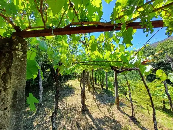 Haus mit Garten zum Verkauf in Rua Vilanova, imagen 42