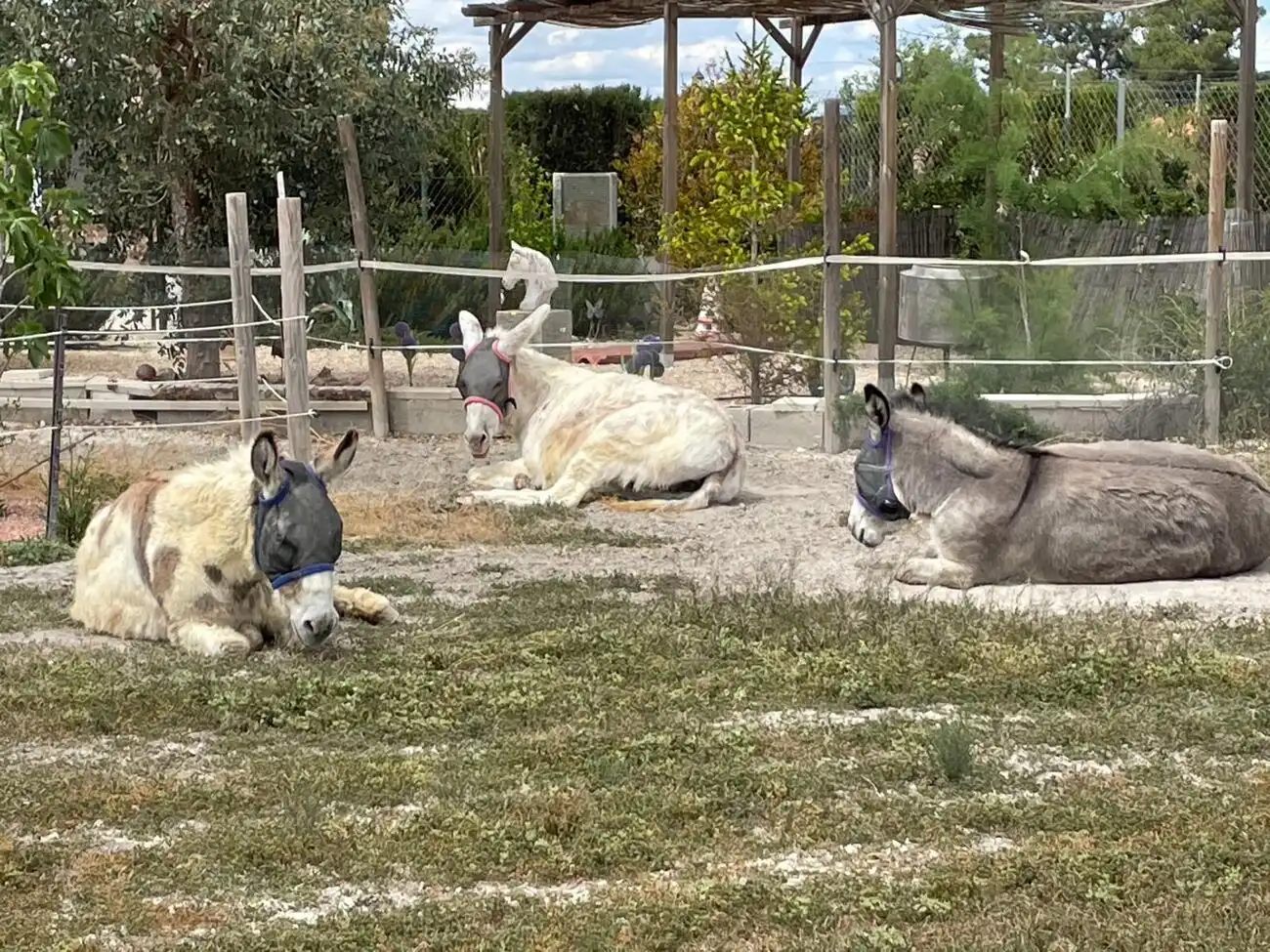 Jardín de Finca rústica en venta en Villena con Piscina