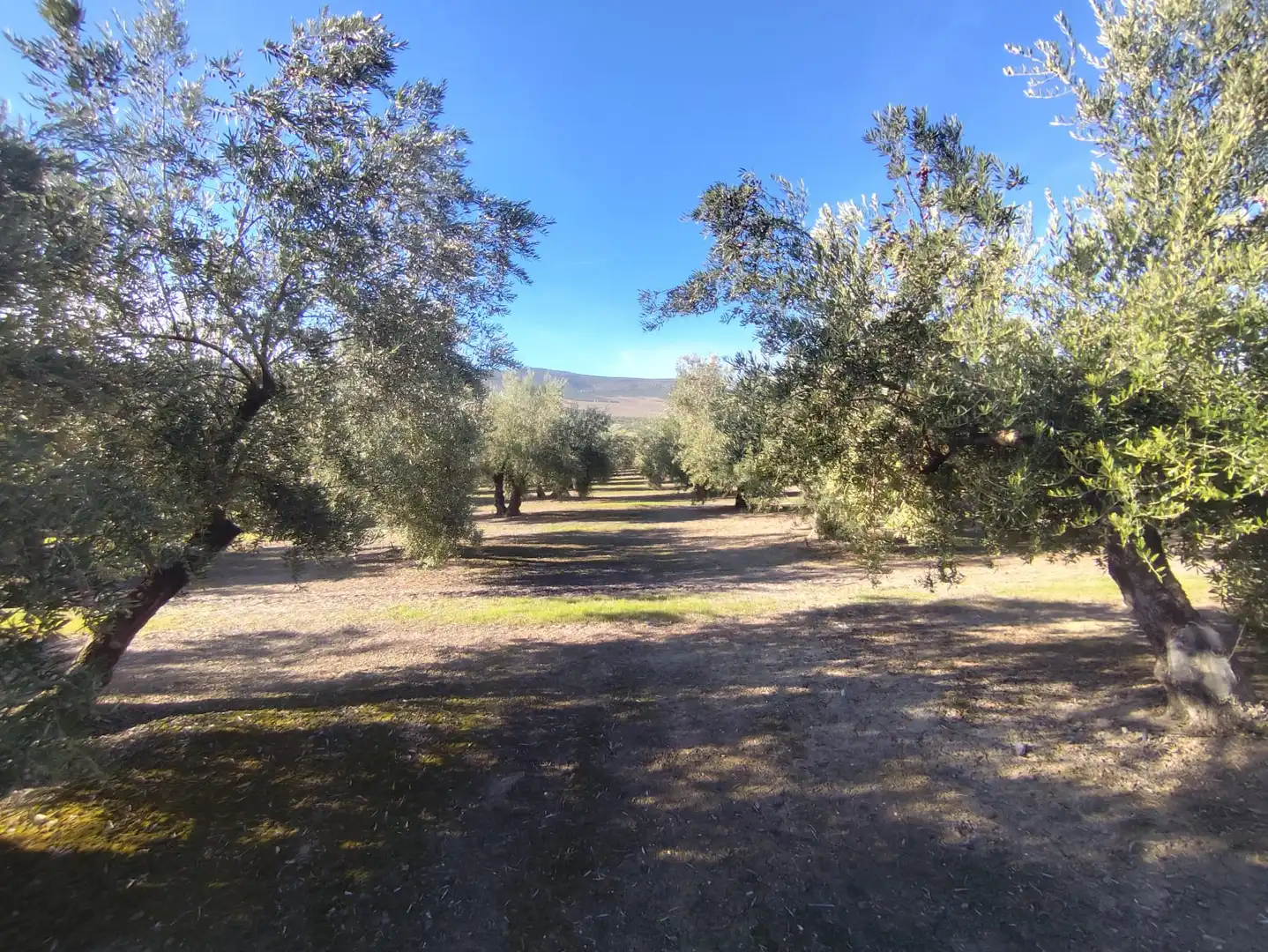Terrenos y solares en venta en Úbeda, imagen 10