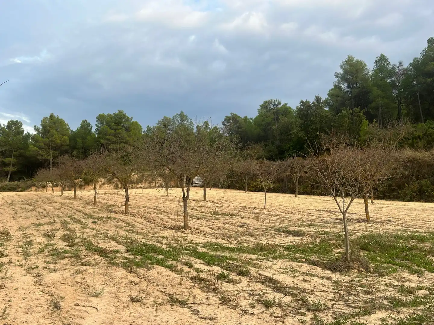 Terreni e lotti in vendita a Arens de Lledó, imagen 2