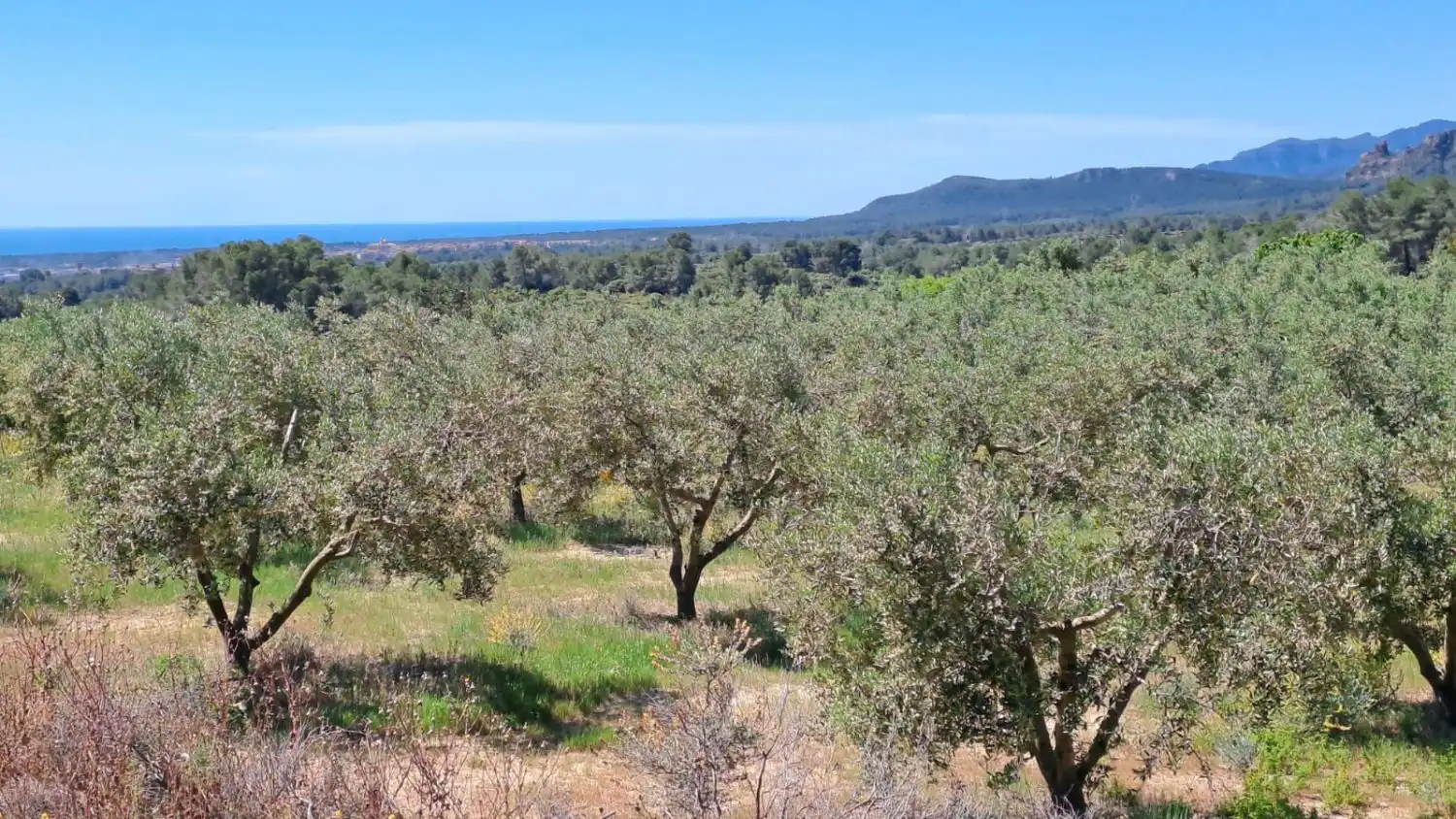 Finca rústica en venda en Riudecanyes