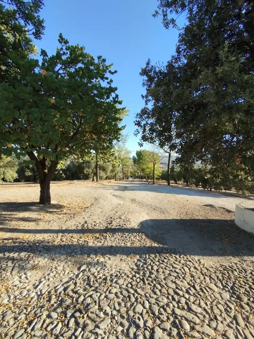 Terreny rústic en venda a Cabra, imagen 12