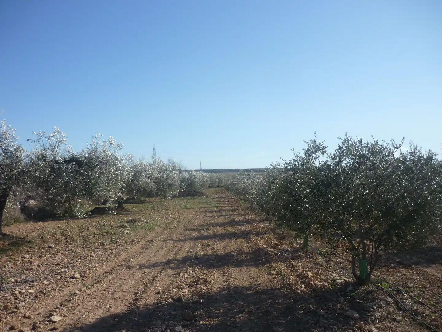 Land for sale in Vila-rodona