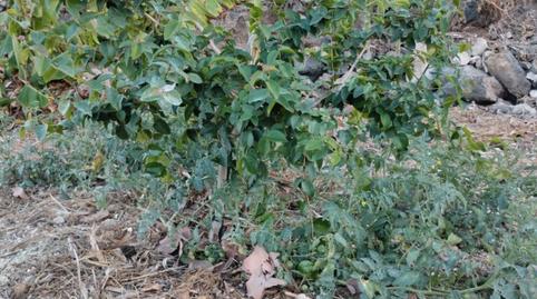 Foto 3 von Grundstücke zur Miete in Tf-247, 12, Cuevecitas - Malpaís, Candelaria