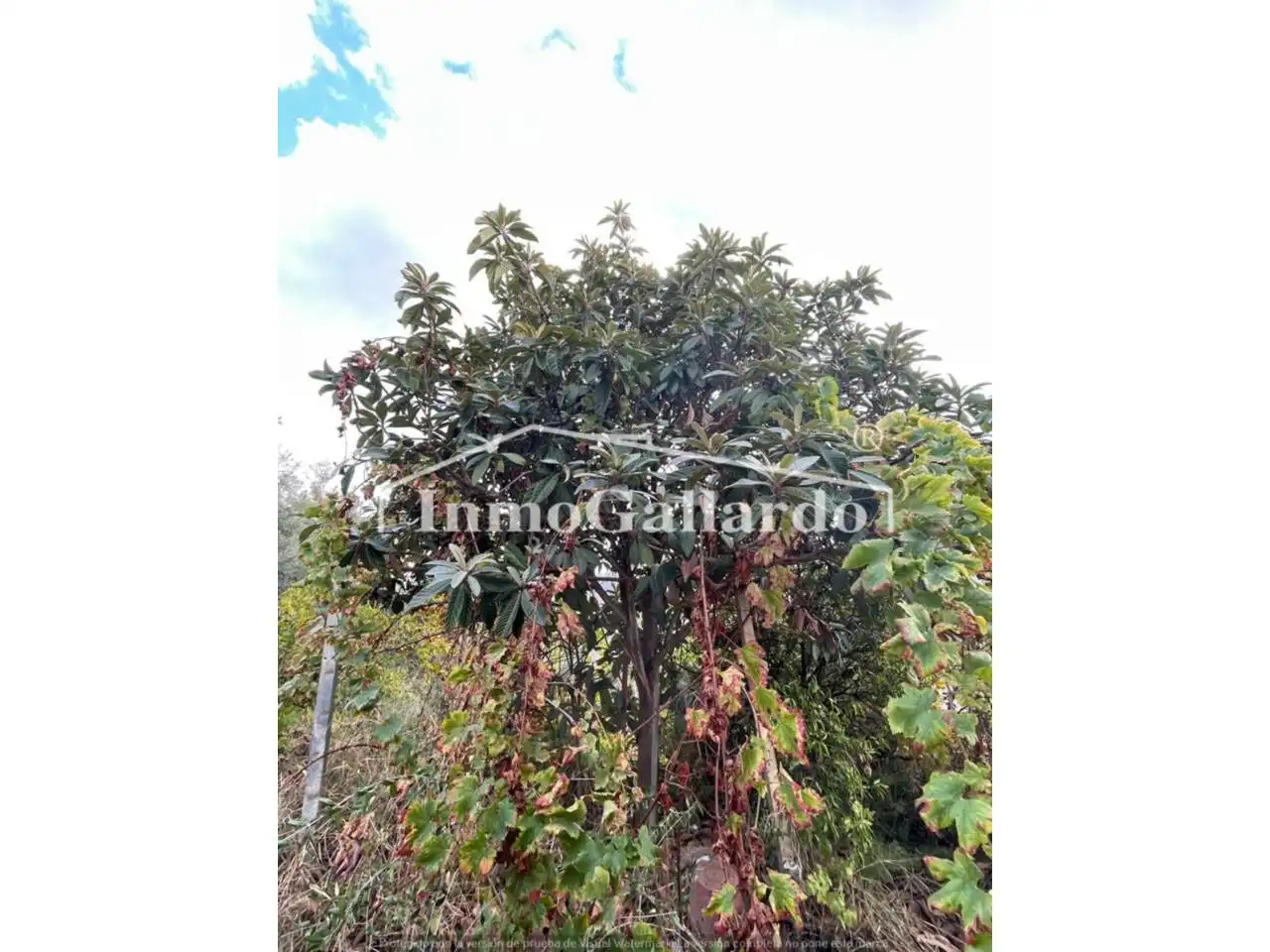 Houses for sale in Comares  with Private garden