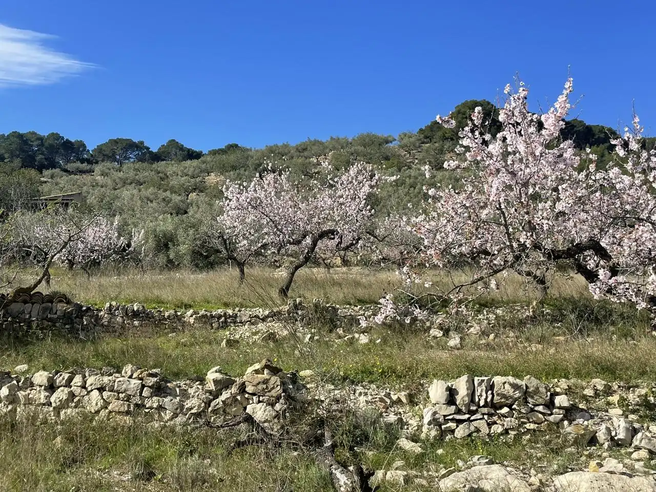 Finca rústica en venta en L'Ametlla de Mar 