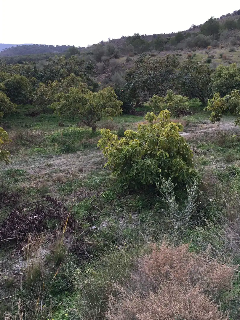 Terrenys i solars en venda a Molvízar, imagen 9