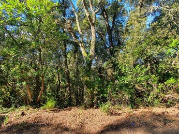 Terreno rustico in vendita a Sant Celoni