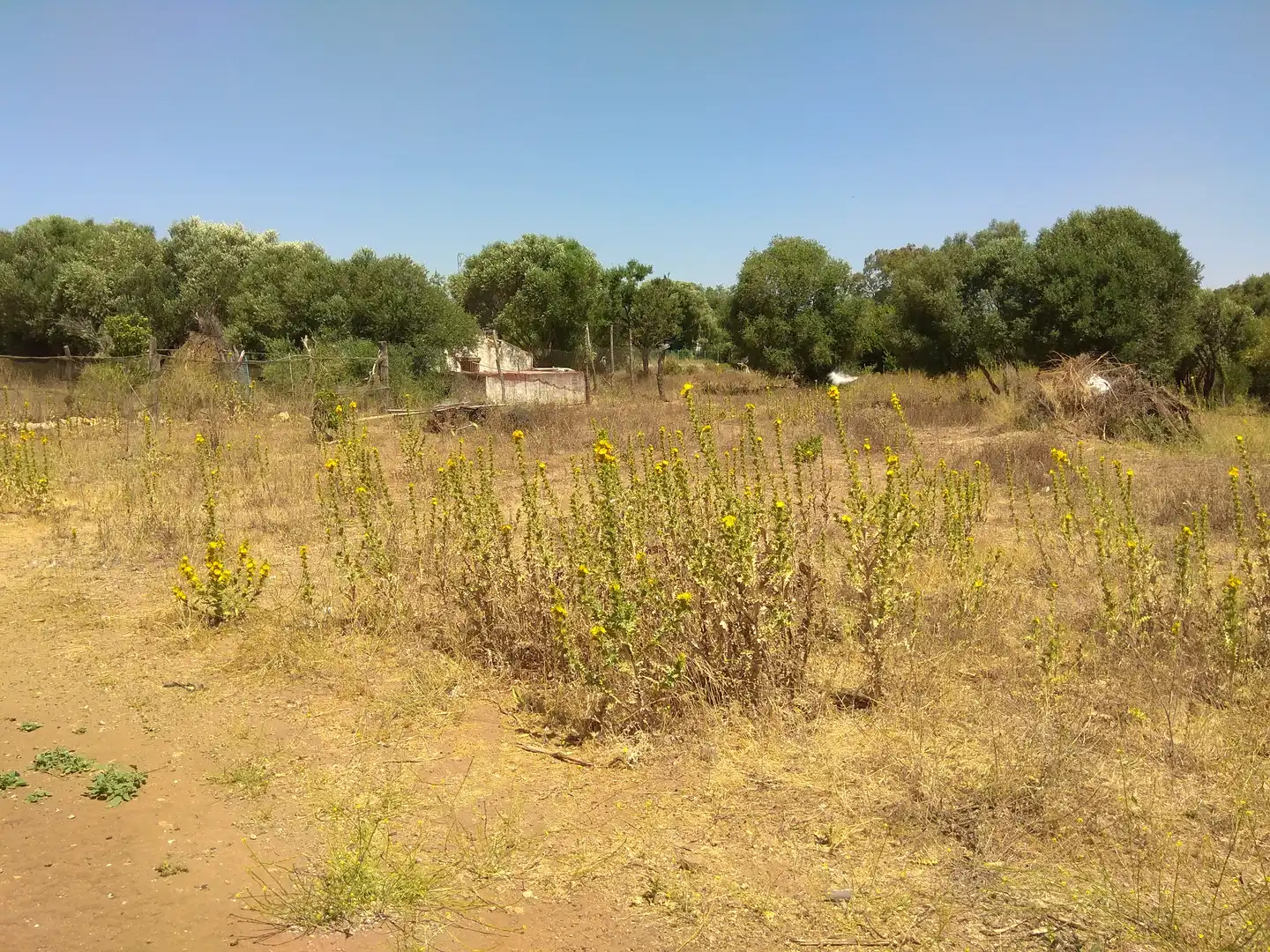 Terreno rustico in vendita a San Bernabé, imagen 17