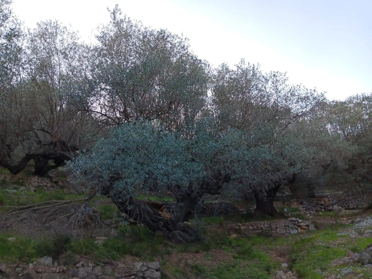 Terrenys i solars en venda a Ferreries, imagen 22