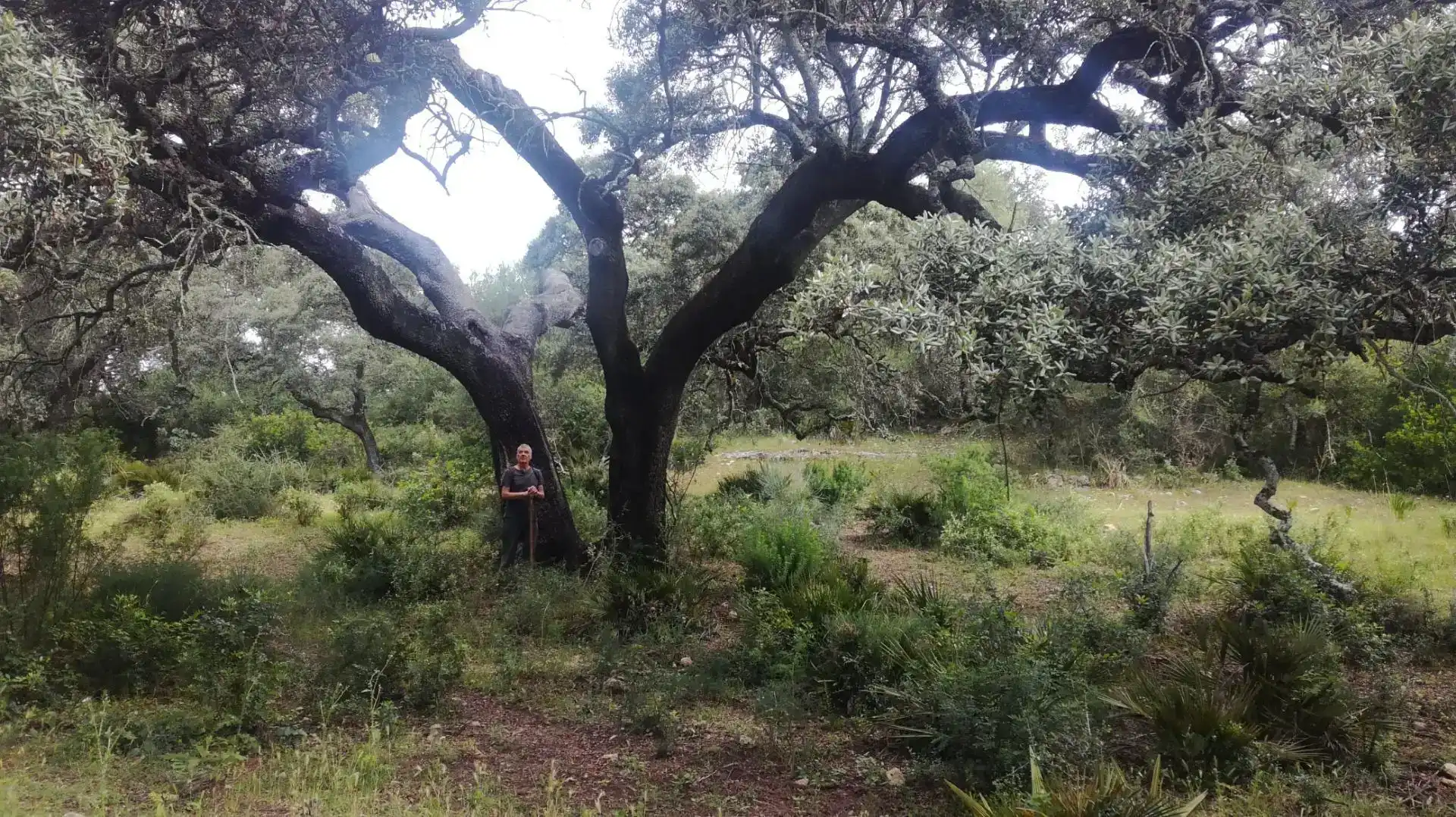 Finca rústica en venda en Peñaflor amb Aire condicionat, Jardí privat i Traster