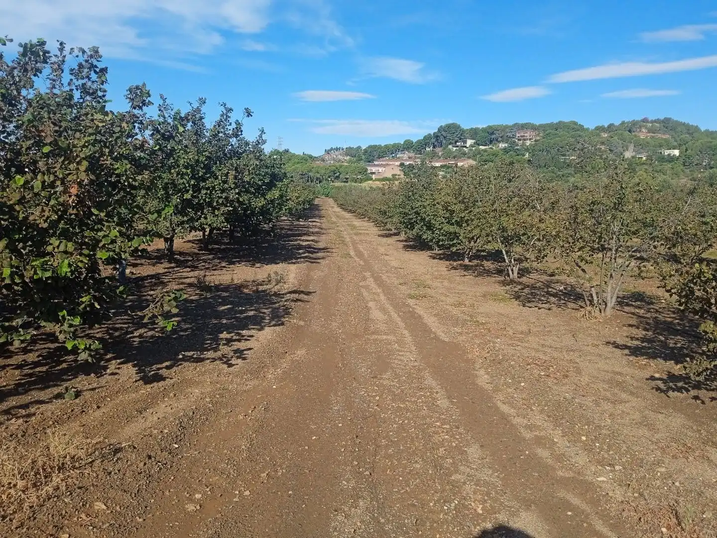 Land for sale in Castellvell del Camp