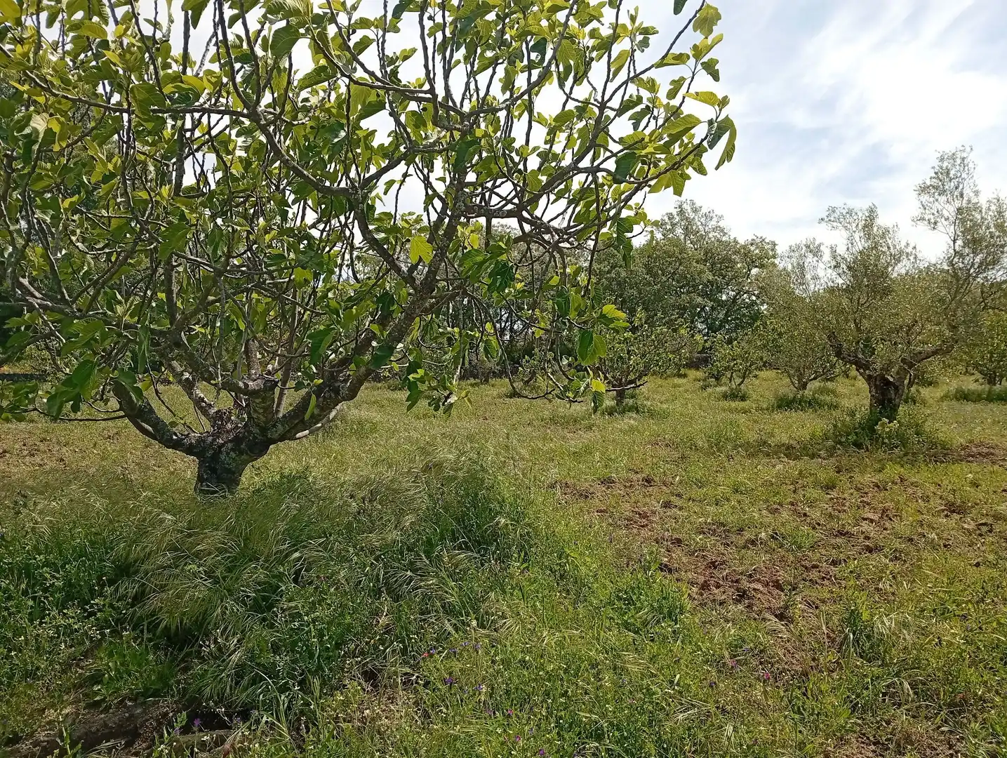 Terreni e lotti in vendita a Villanueva de la Vera, imagen 36