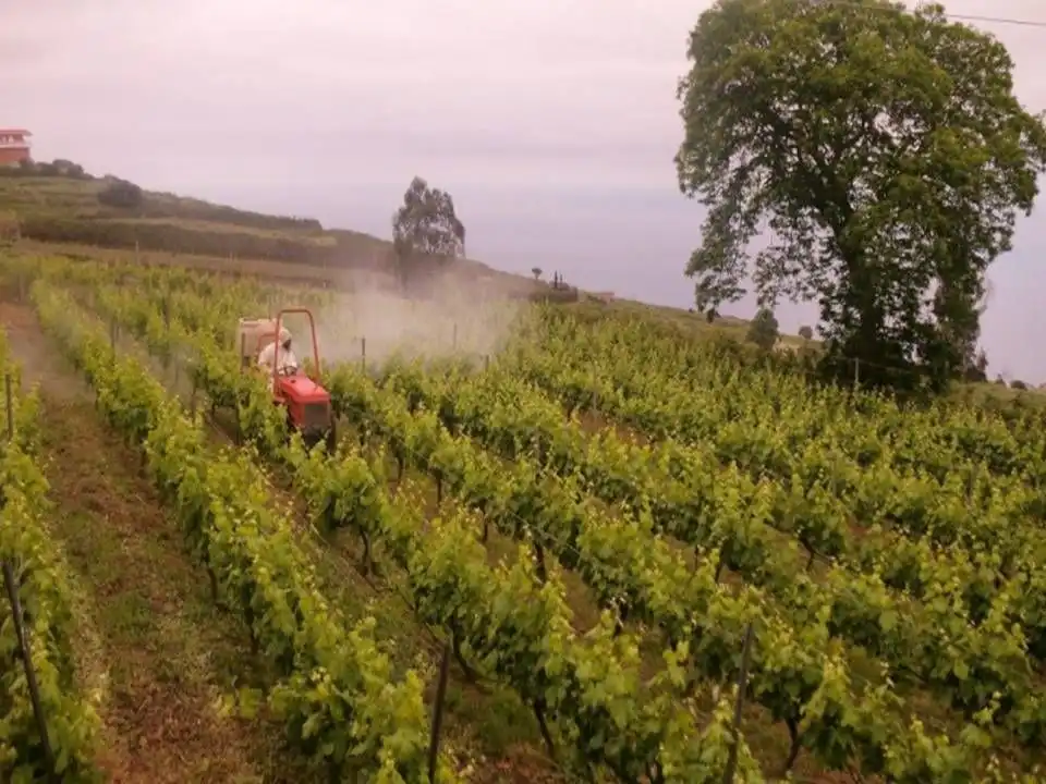 Jardí de Finca rústica en venda en Tacoronte amb Jardí privat i Traster