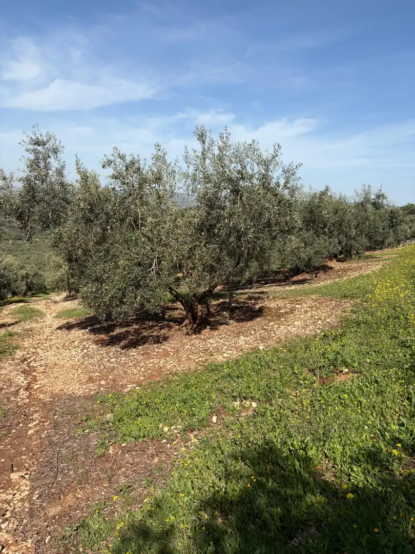 Terreno rustico in vendita a Cabra, imagen 4