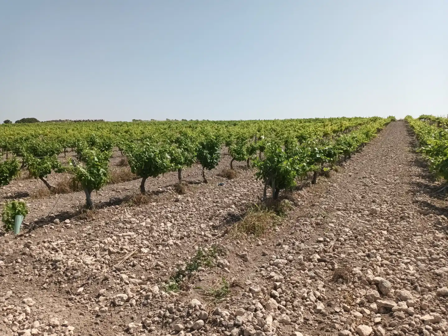 Terreno rustico in vendita a Villarrubia de los Ojos, imagen 3