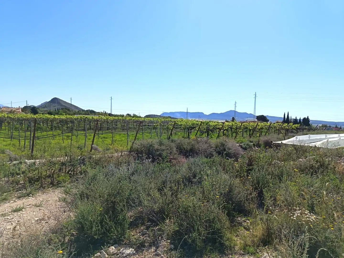 Rustikales Grundstück zum Verkauf in Monforte del Cid, imagen 4