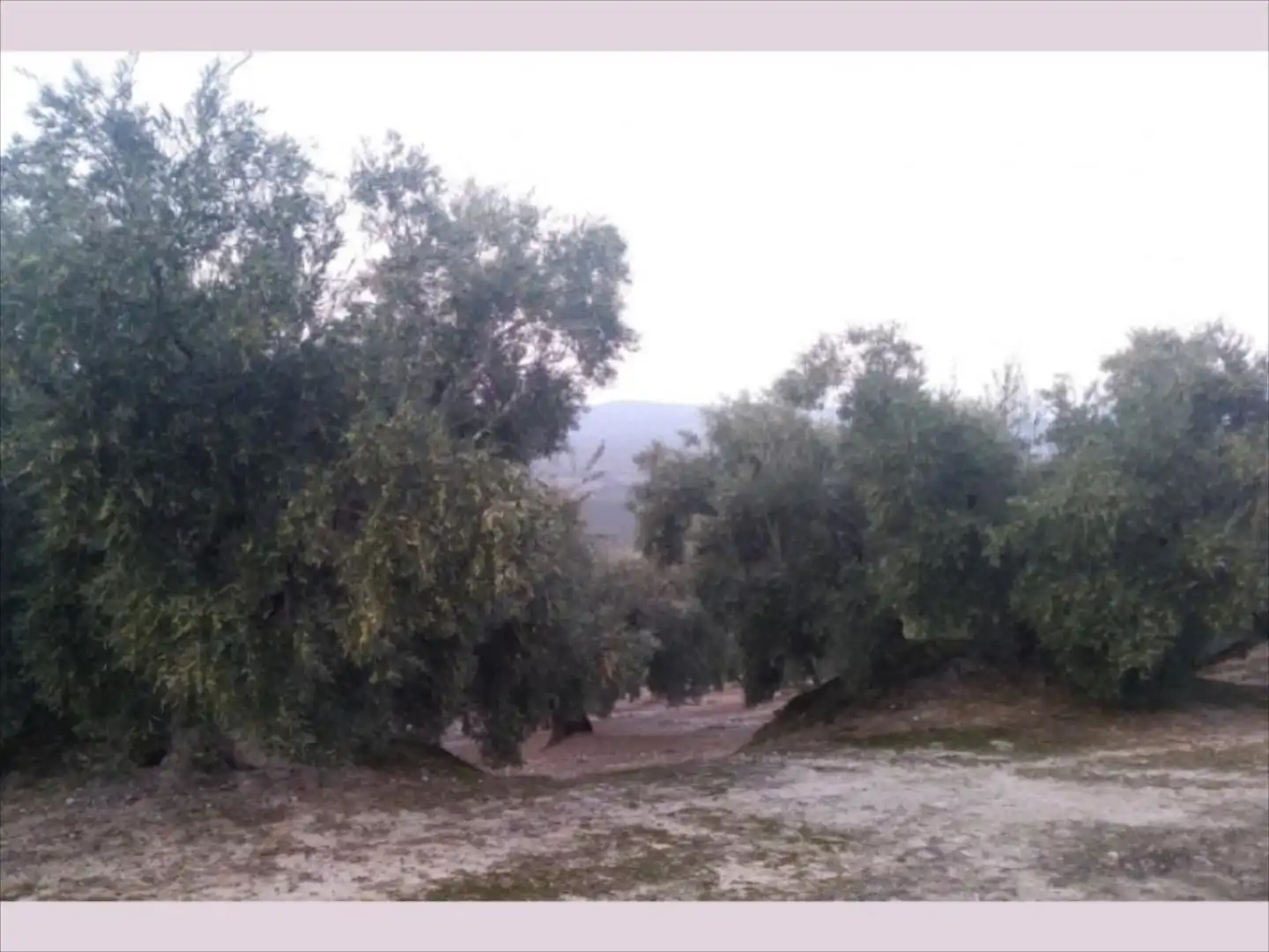 Terreno rustico in vendita a Cabra, imagen 2