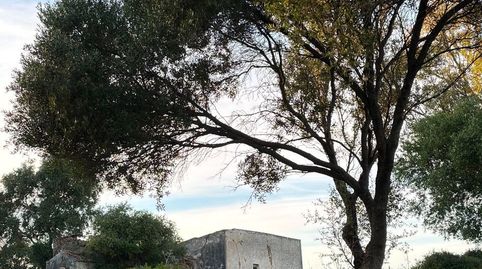 Foto 2 de Finca rústica en venta en Facinas, Tarifa