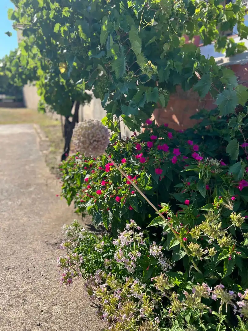 Jardí de Casa o xalet en venda en Maçanet de la Selva amb Jardí privat, Terrassa i Traster
