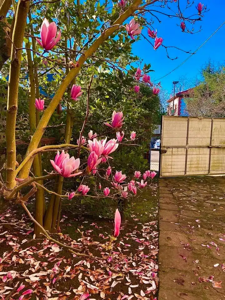 Garden of Houses for sale in Torrelavega   with Private garden, Parquet flooring and Terrace