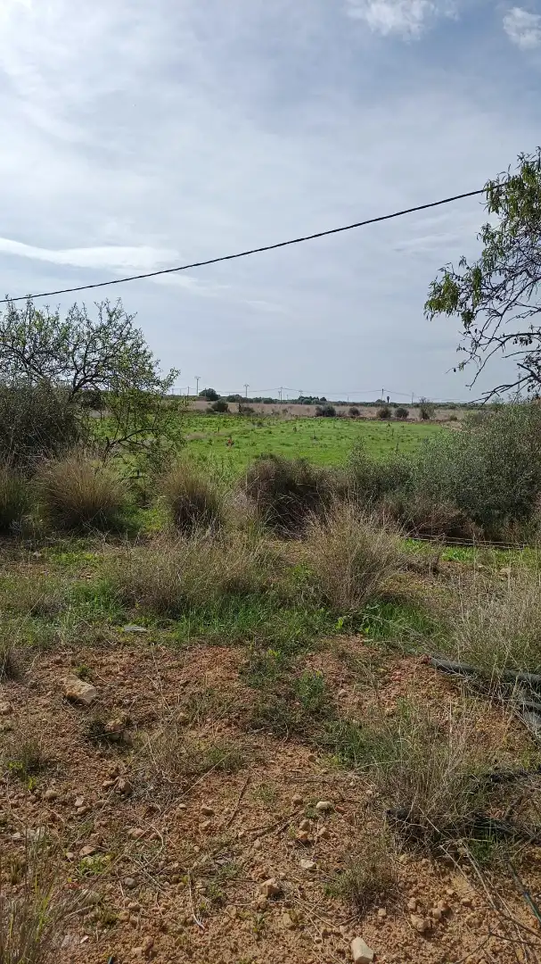 Rural land for sale in Alcossebre, imagen 4