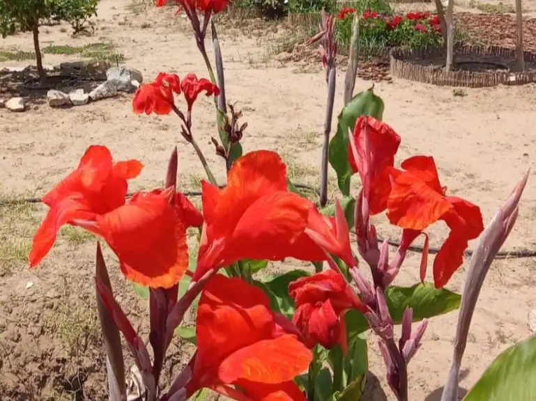 Rural land for sale in Carrer del Mestre Navarro 14, imagen 4