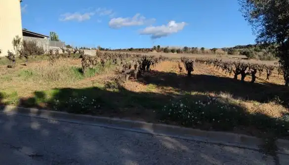 Lands and plots for sale in Sant Llorenç d'Hortons, imagen 4