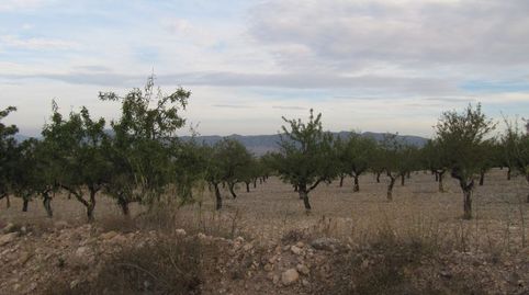 Parcela de 17601 m2 plantada de almendros y a 150 m. del casco urbano.