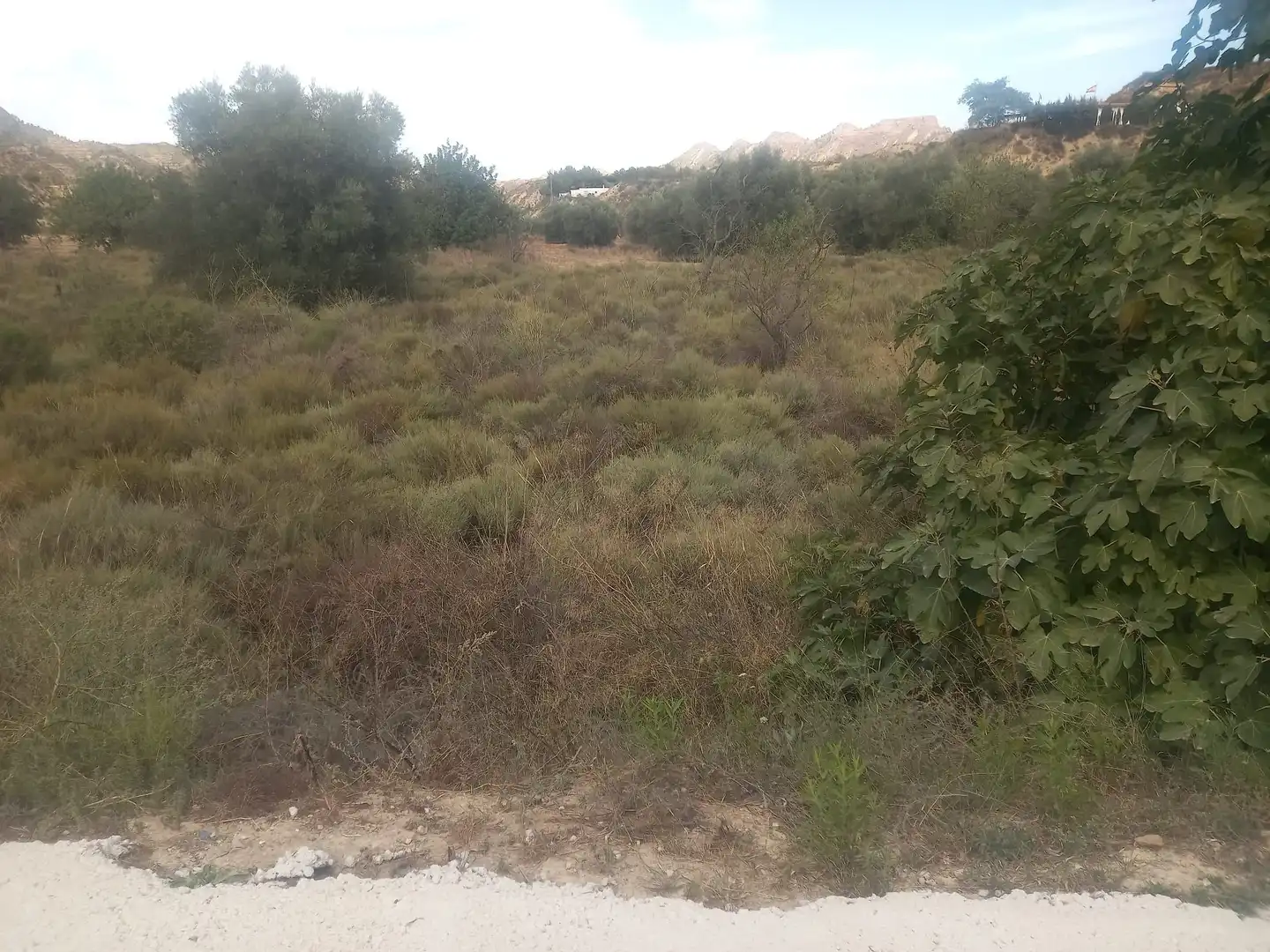 Terreny rústic en venda a Pedanías Este
