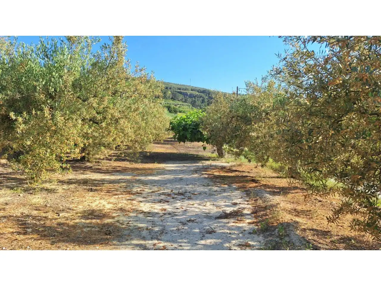 Terrain rustique à vendre à Caseta Romero, imagen 3