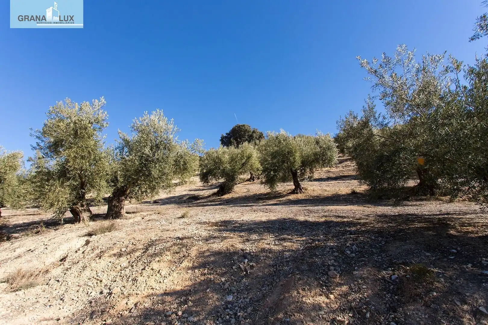 Land for sale in Campotéjar