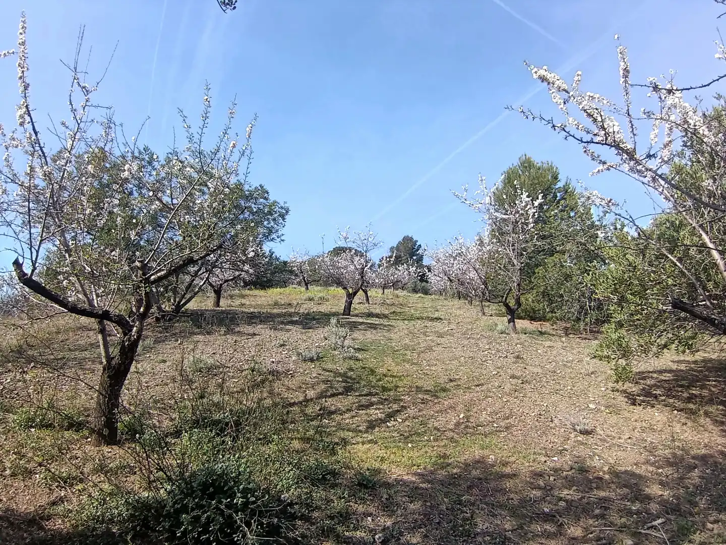 Terrain rustique à vendre à La Selva del Camp, imagen 19