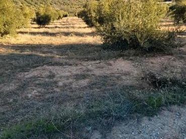 Terreno rustico in vendita a Cogollos de la Vega