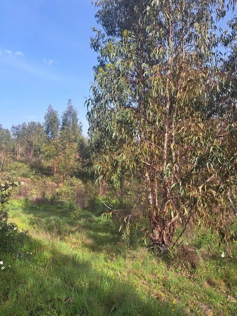 Terreno en venta en Herrera de Alcántara