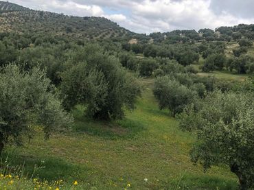 Terreno rustico in vendita a Priego de Córdoba