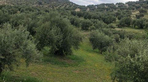 FINCA DE OLIVAR EN PRIEGO DE CORDOBA
