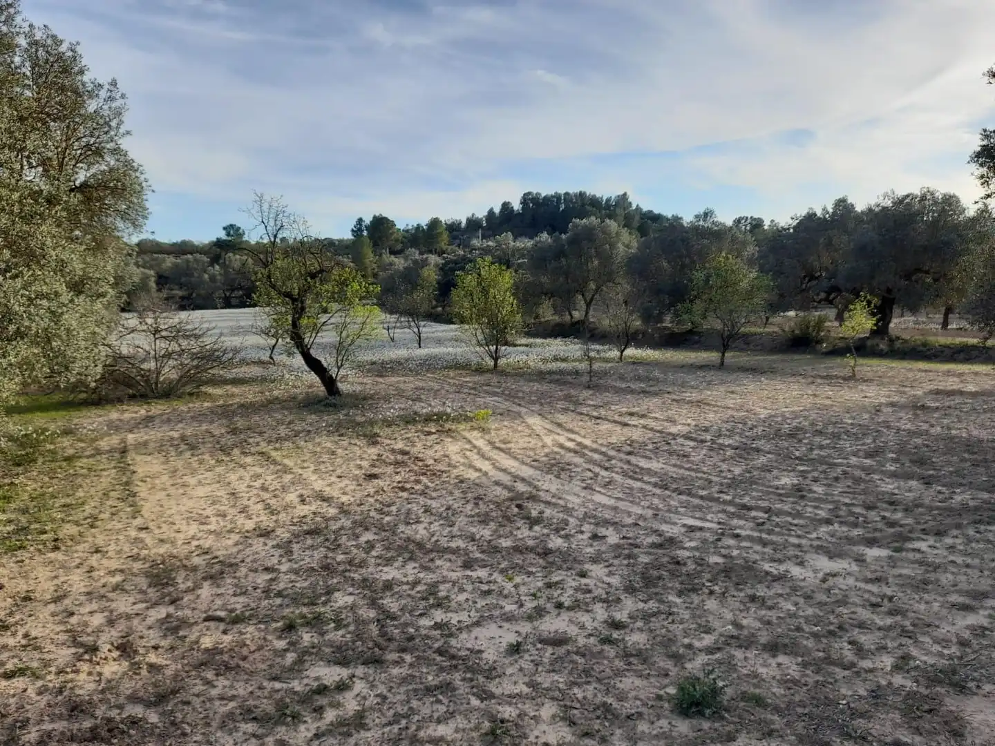 Rural land for sale in Ascó, imagen 2