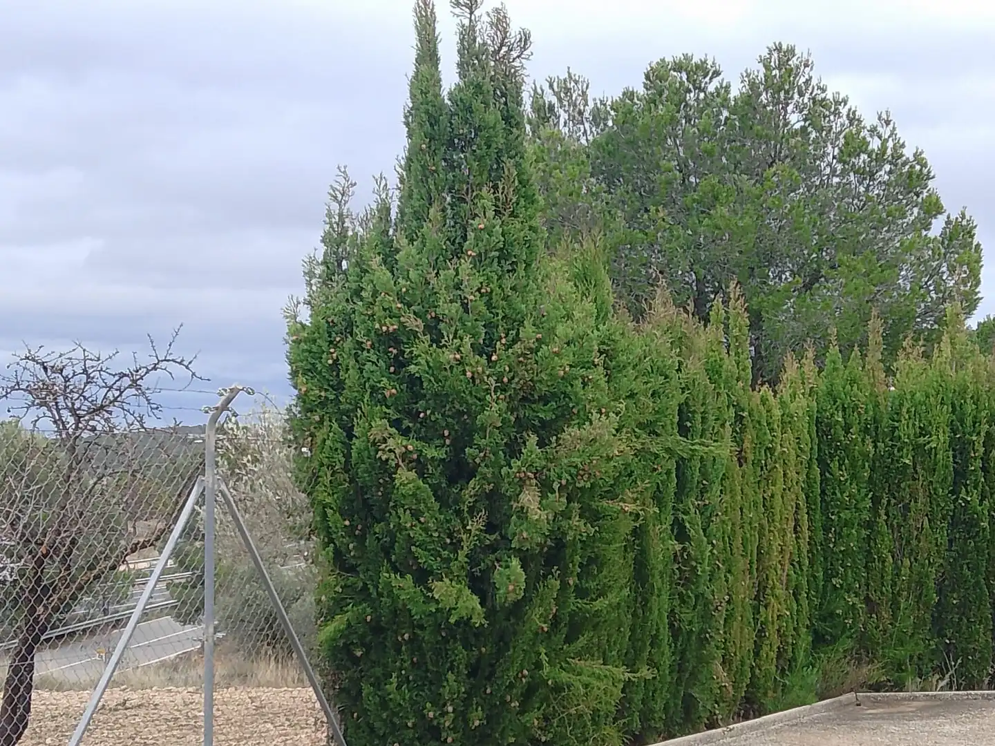 Jardí de Casa o xalet en venda en Tibi amb Jardí privat, Terrassa i Moblat