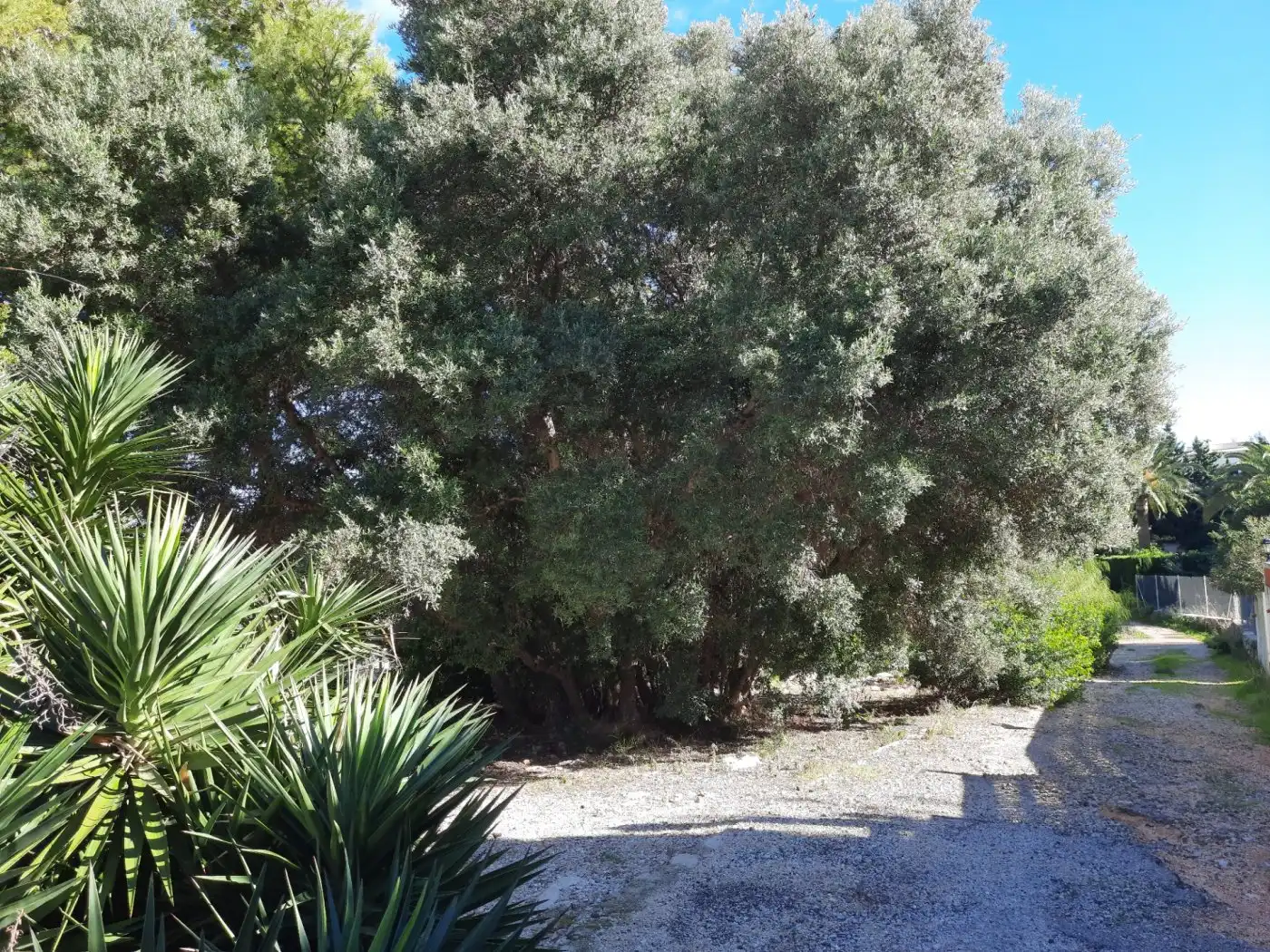 Grundstücke und Bauplätze zum Verkauf in El Montgó, imagen 8