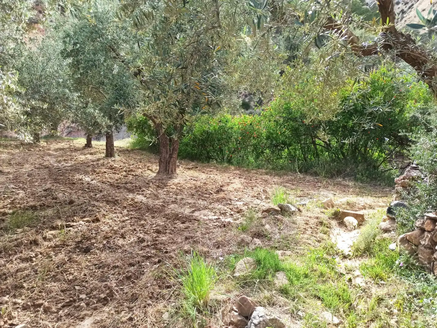 Residential land for sale in Alcolea, imagen 9